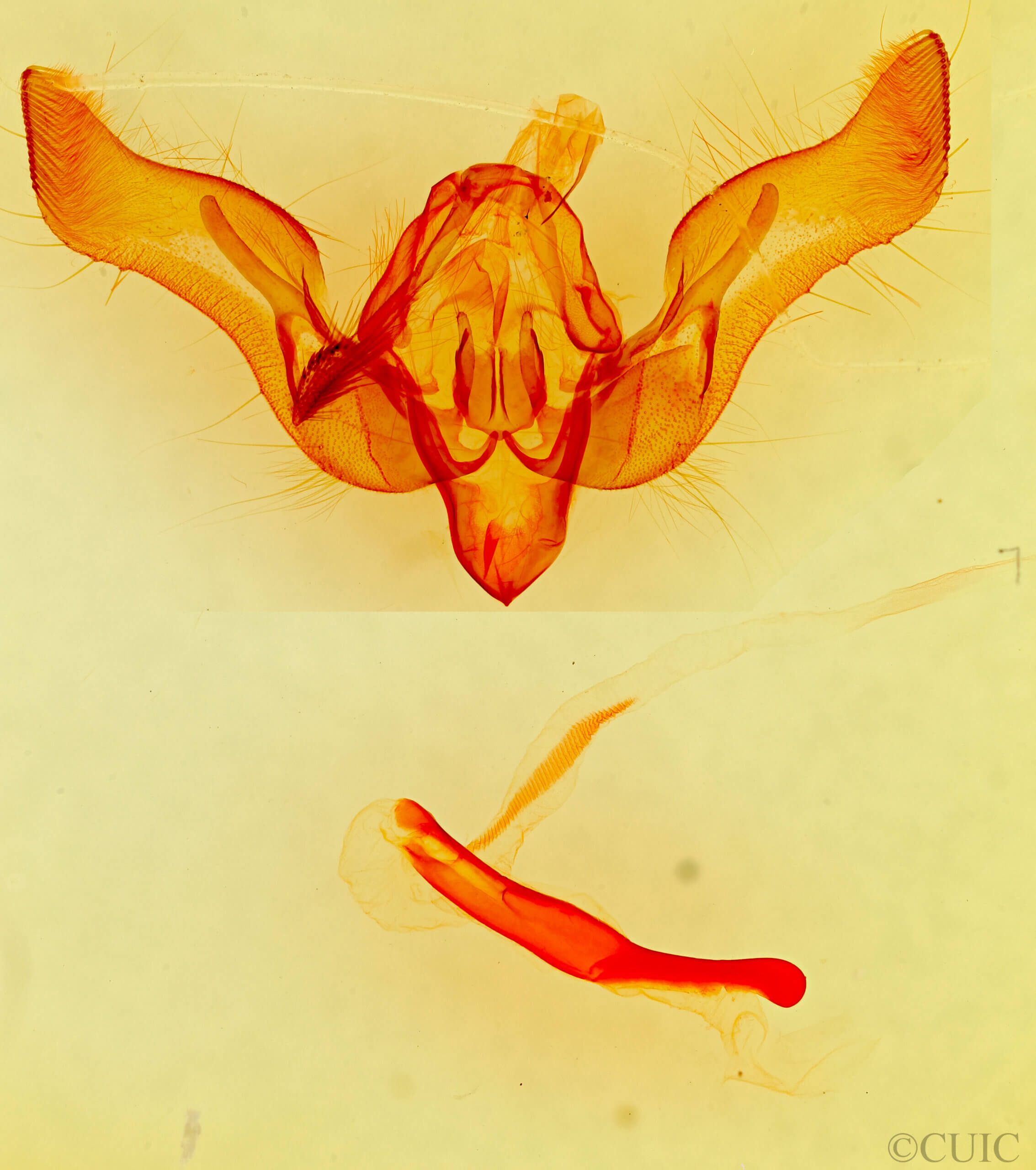 genitalia view of adult Sympistis collaris