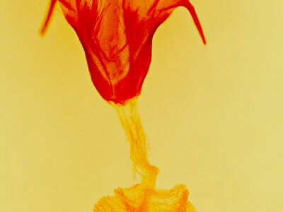 genitalia view of adult Sympistis collaris