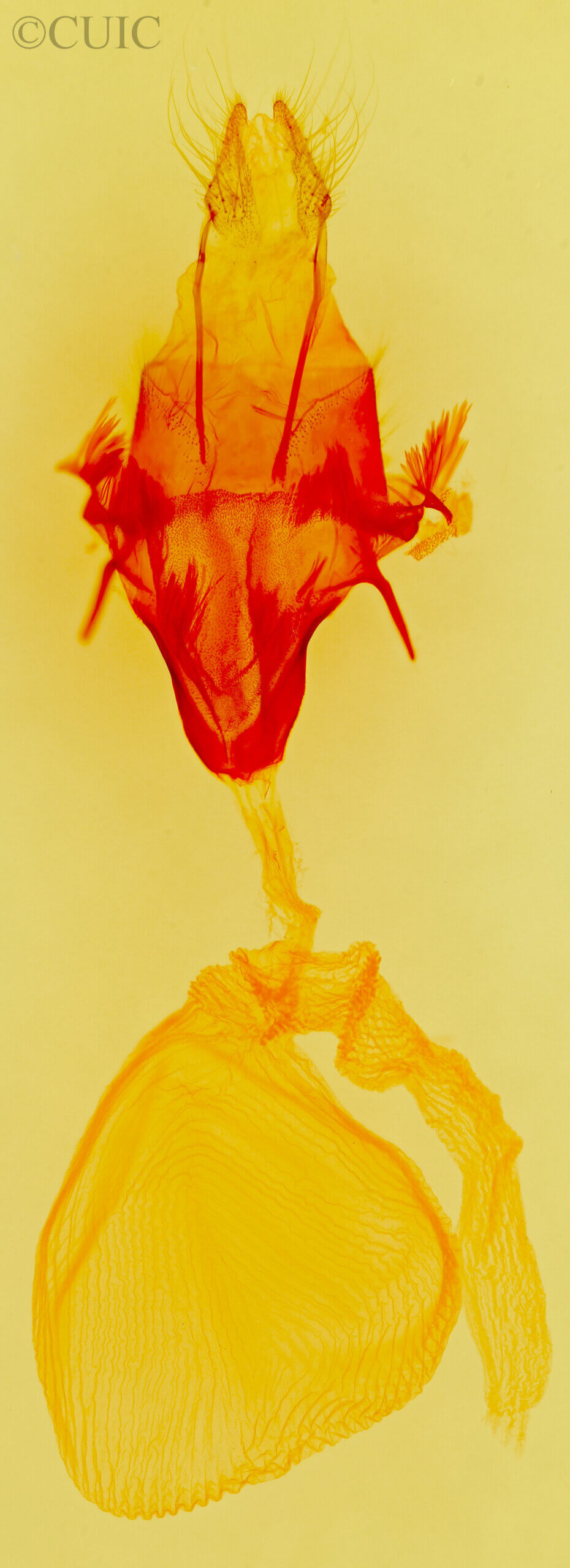 genitalia view of adult Sympistis collaris