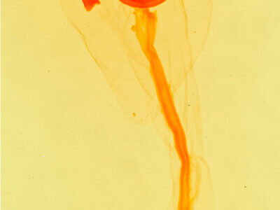 genitalia view of adult Sympistis figurata