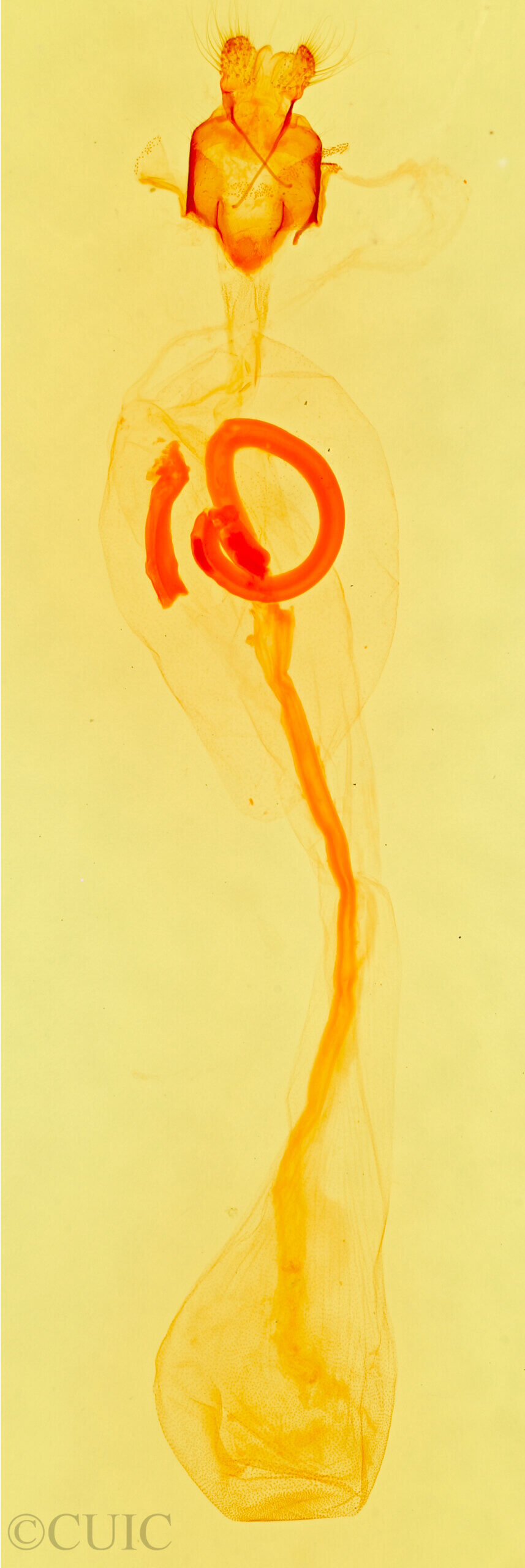 genitalia view of adult Sympistis figurata