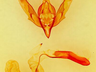 genitalia view of adult Sympistis minor