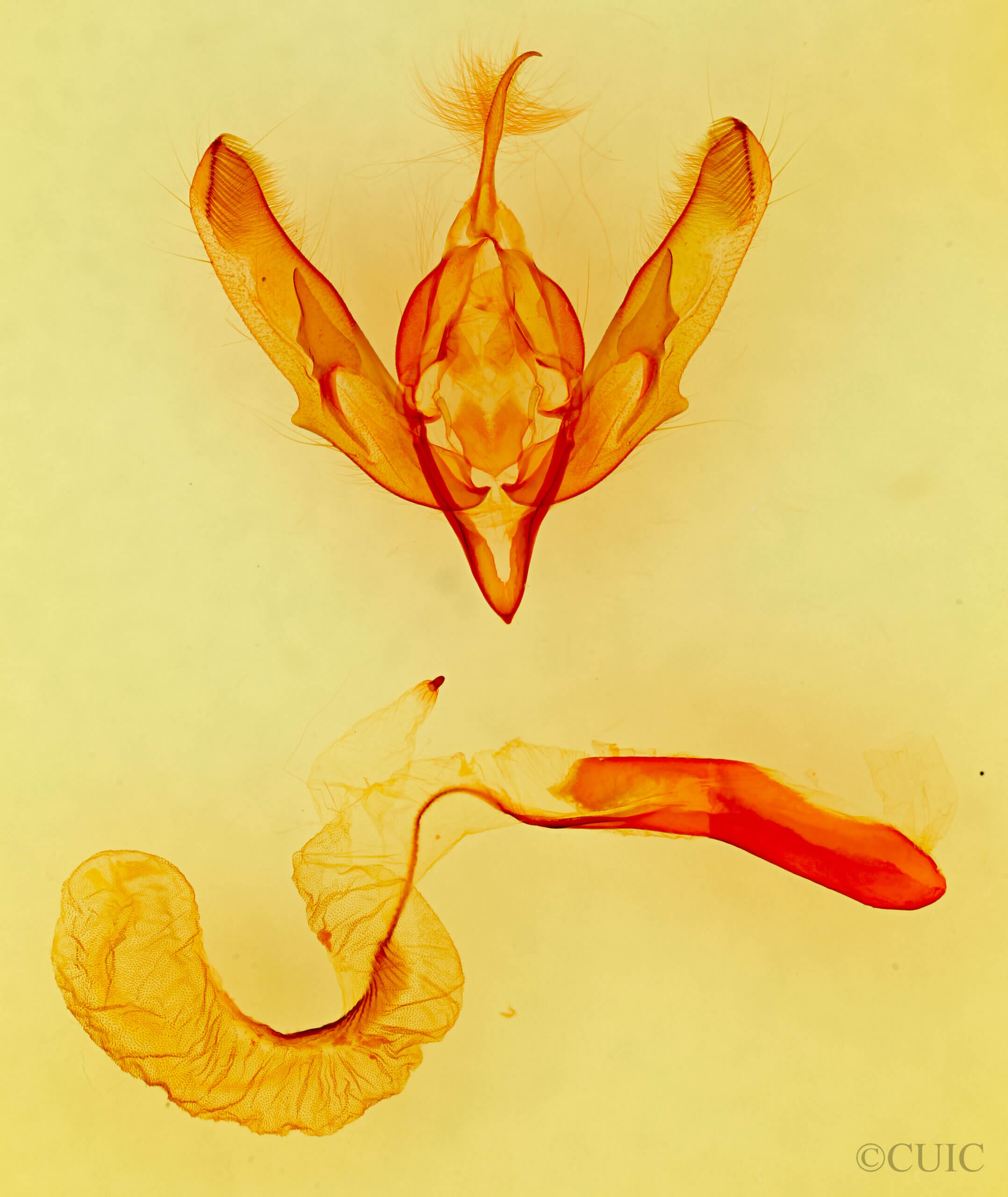 genitalia view of adult Sympistis minor