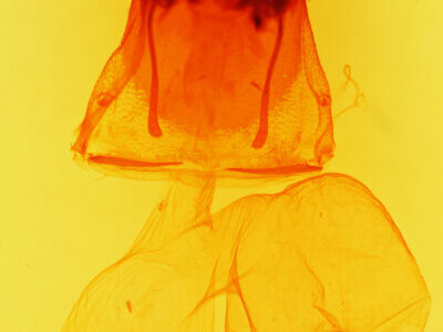 genitalia view of adult Sympistis ragani