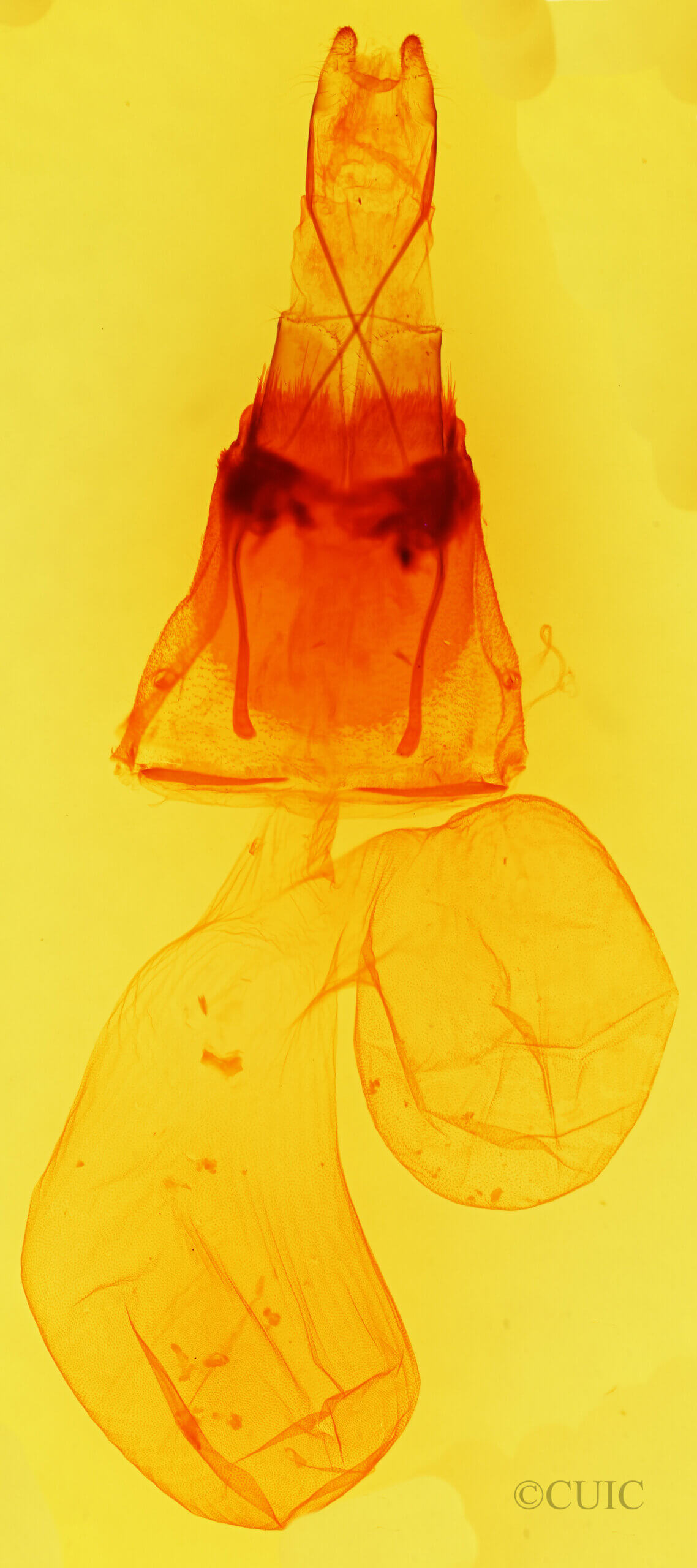 genitalia view of adult Sympistis ragani