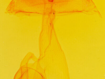 genitalia view of adult Sympistis ragani