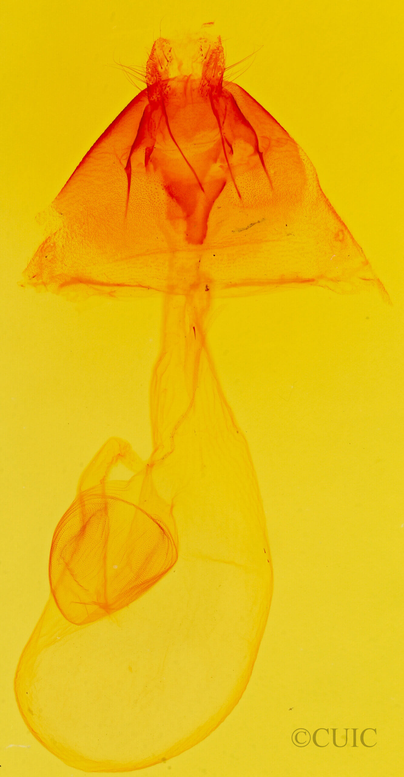 genitalia view of adult Sympistis ragani