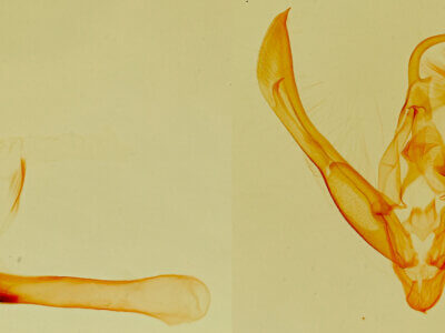 genitalia view of adult Tarache quadriplaga