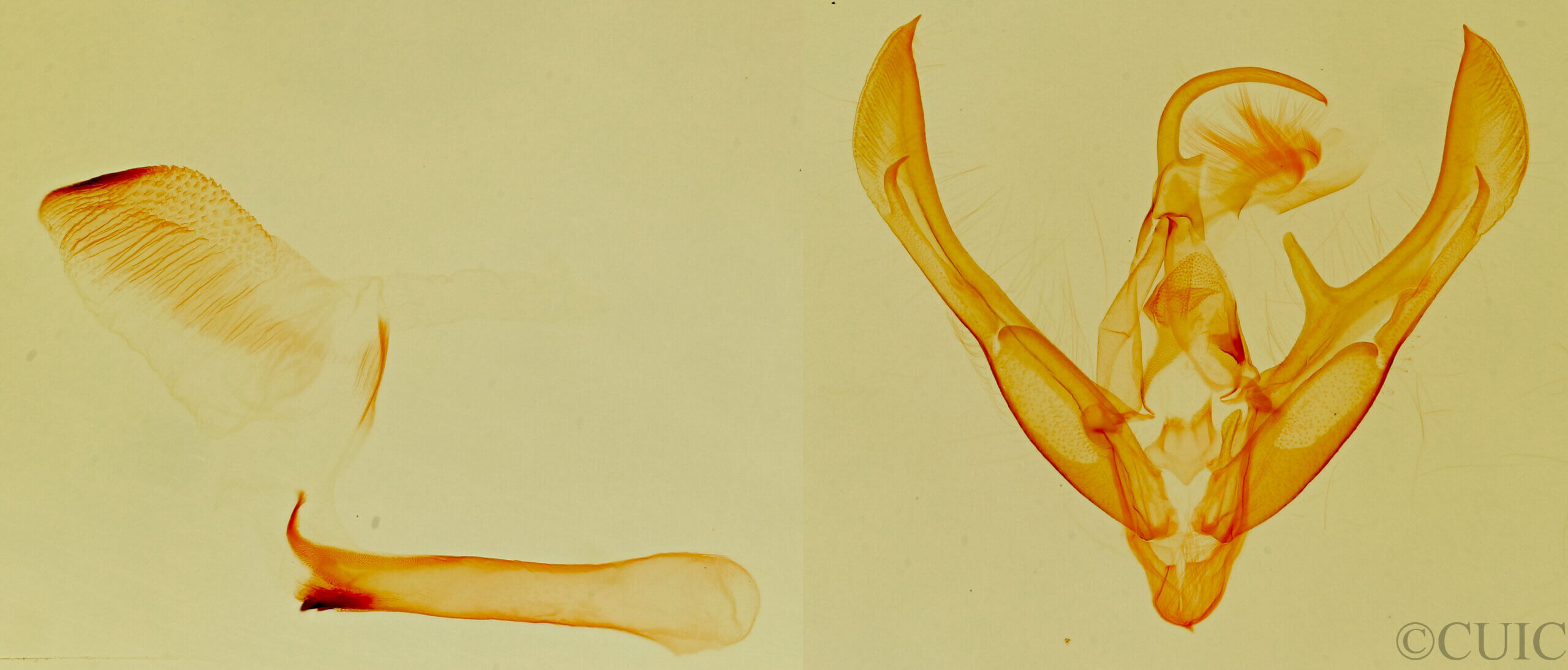 genitalia view of adult Tarache quadriplaga