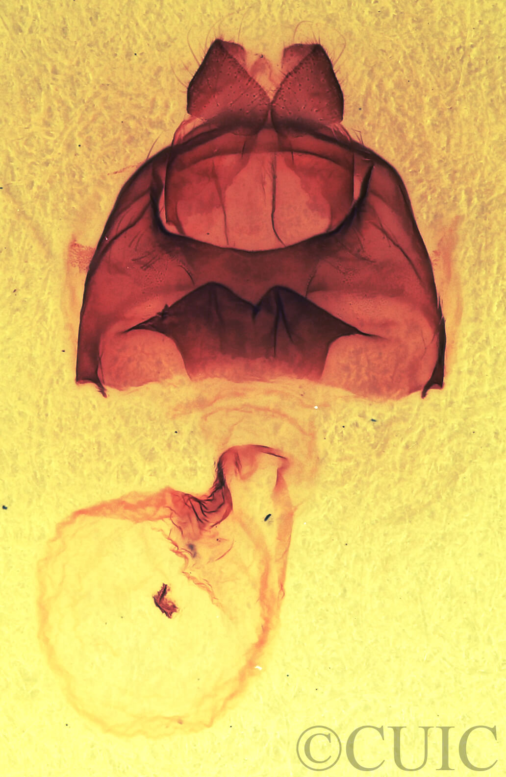 genitalia view of adult Datana ministra