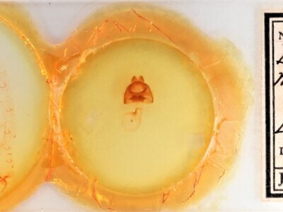 slide view of adult Datana ministra