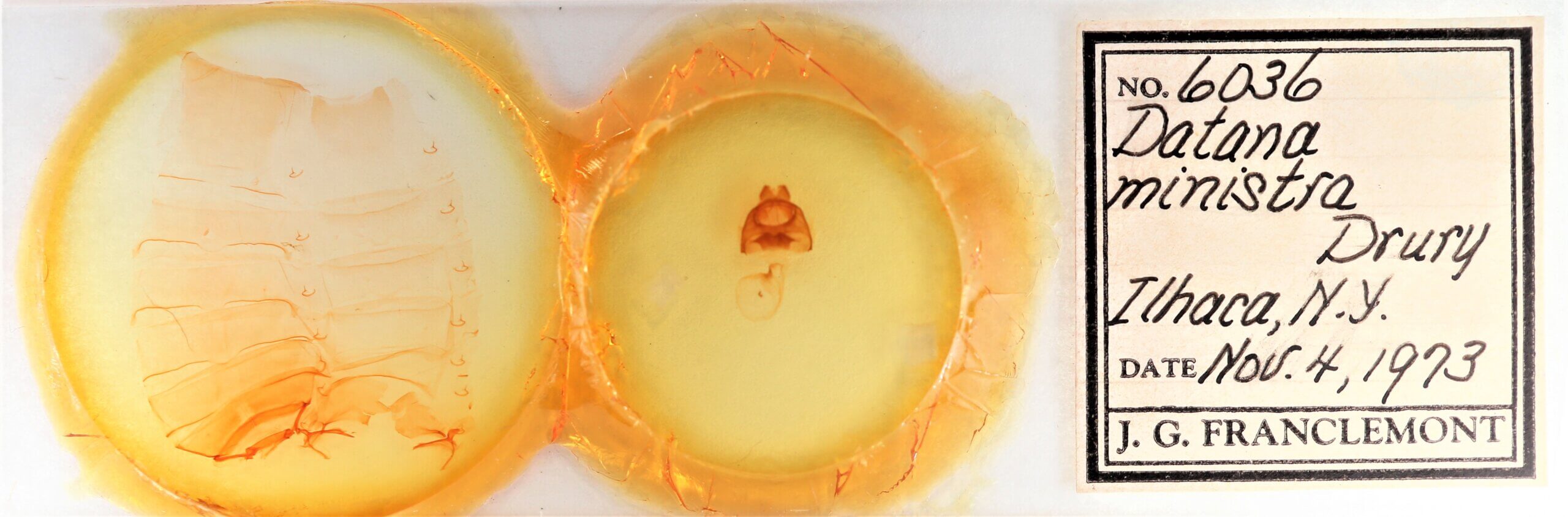 slide view of adult Datana ministra