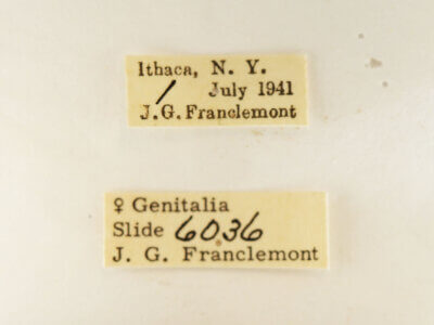 label view of adult Datana ministra