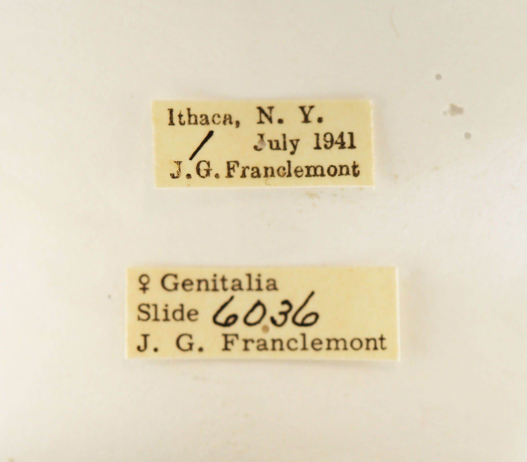 label view of adult Datana ministra