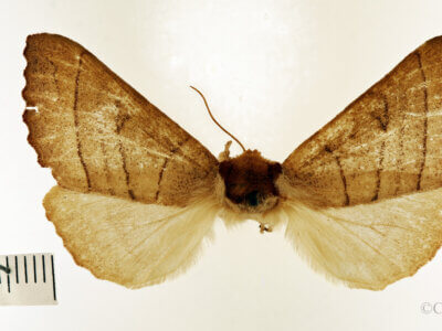 dorsal view of adult Datana ministra