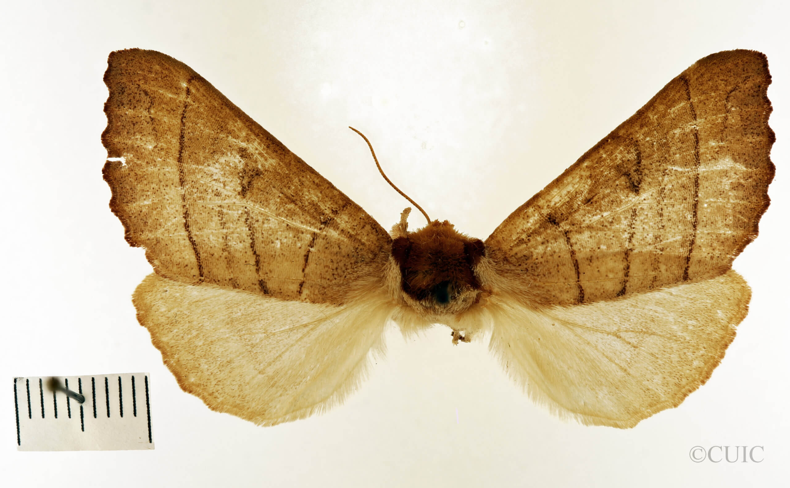 dorsal view of adult Datana ministra