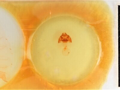 slide view of adult Datana ministra