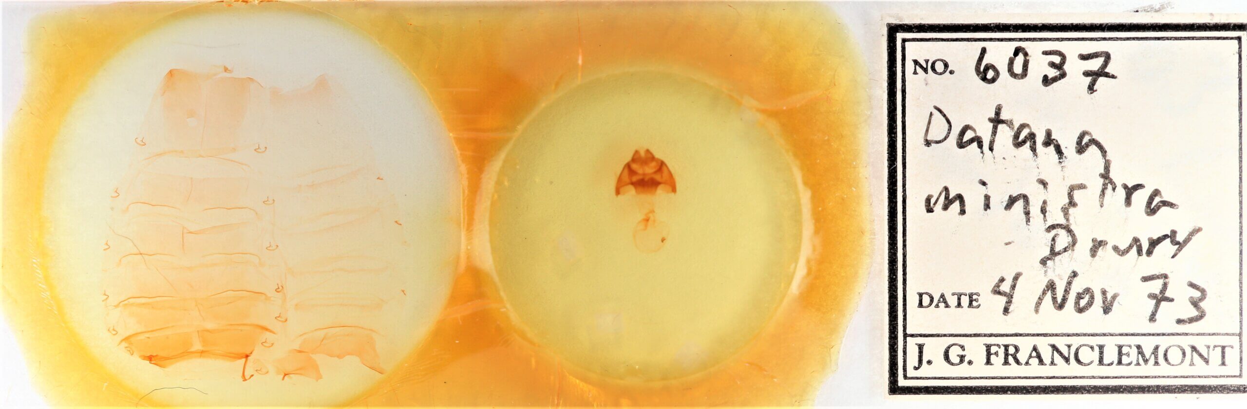 slide view of adult Datana ministra