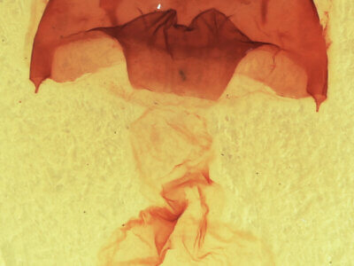 genitalia view of adult Datana ministra