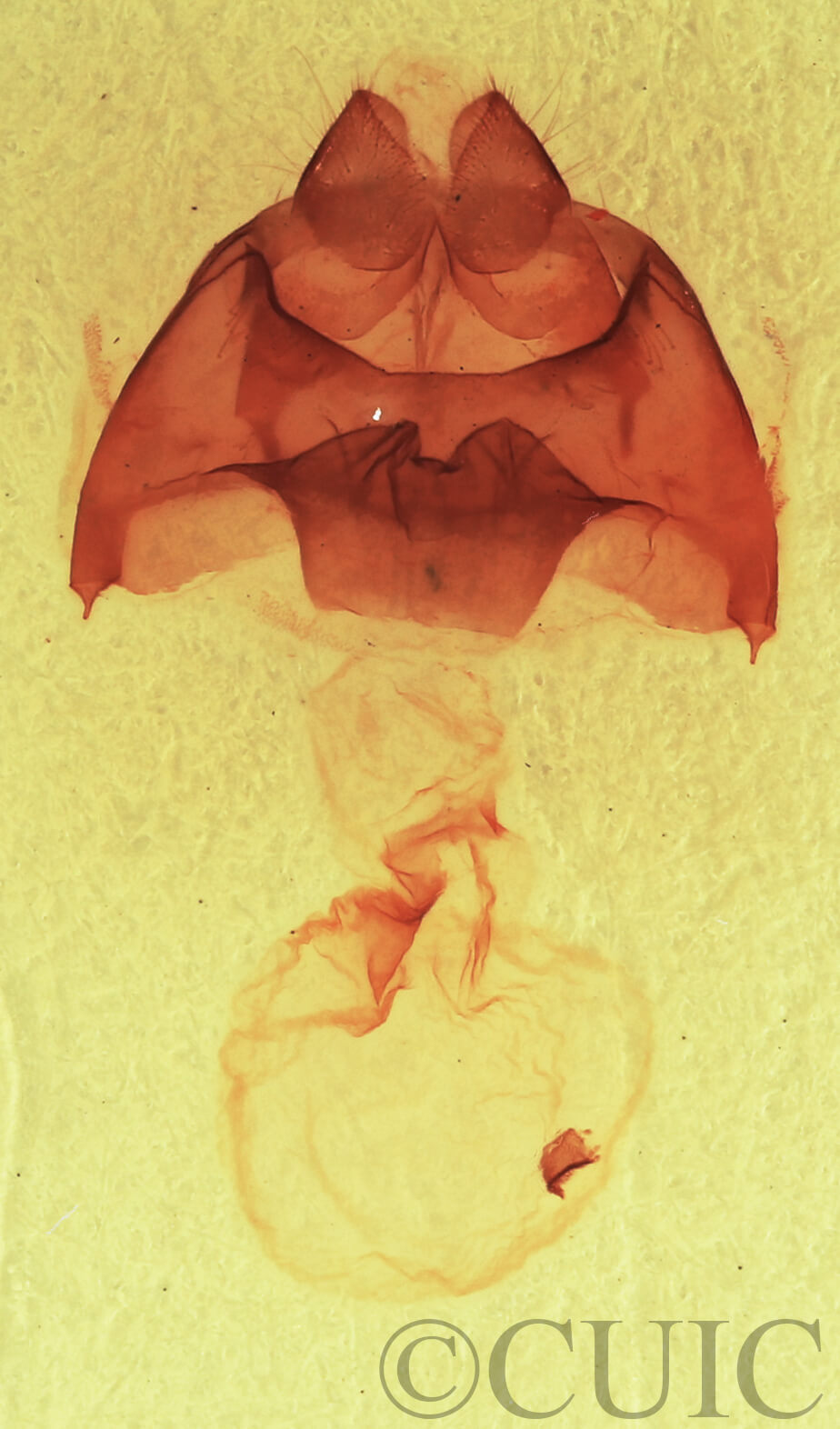 genitalia view of adult Datana ministra