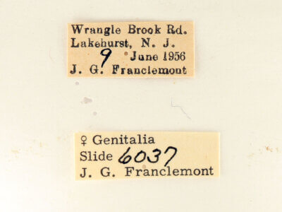 label view of adult Datana ministra