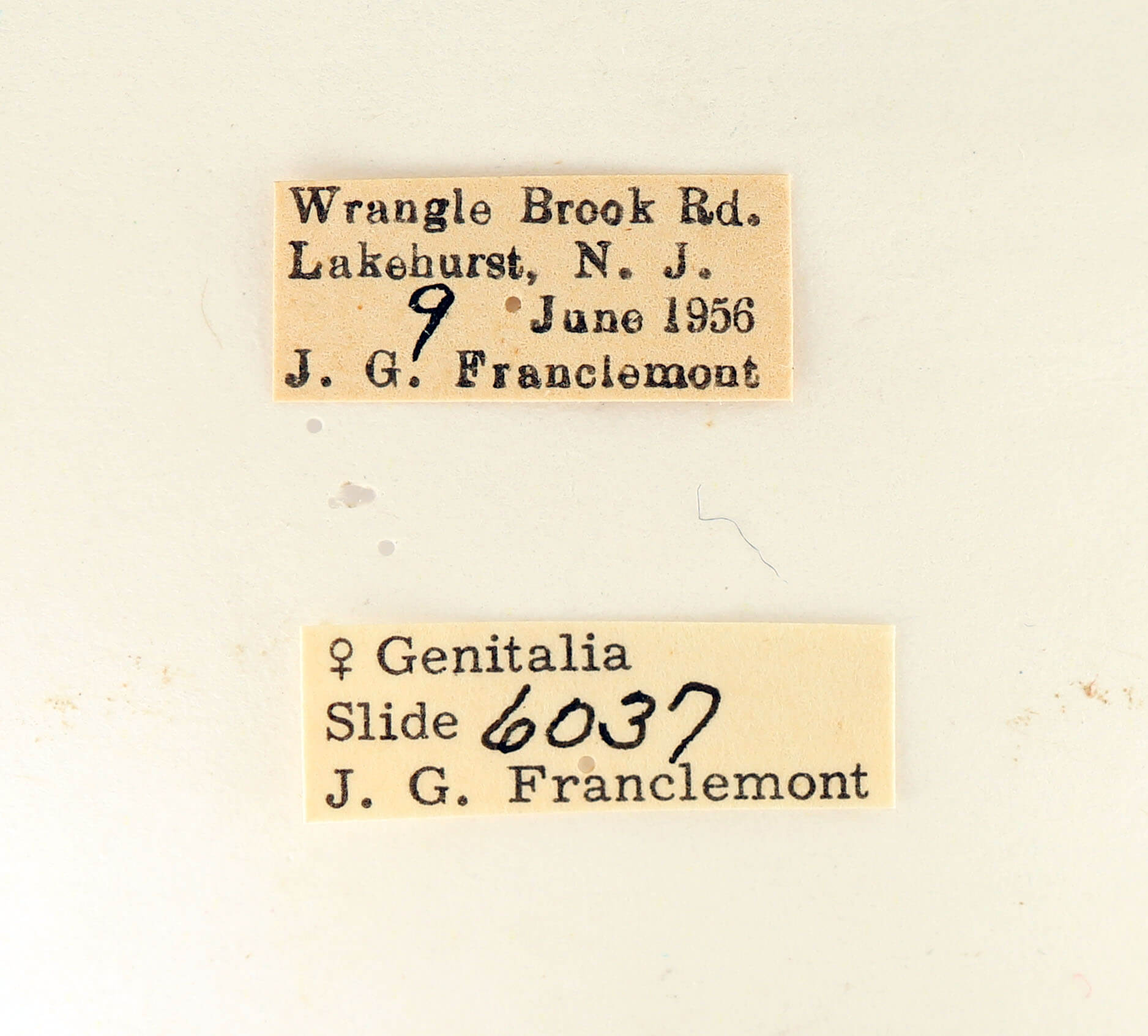 label view of adult Datana ministra