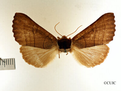 dorsal view of adult Datana ministra