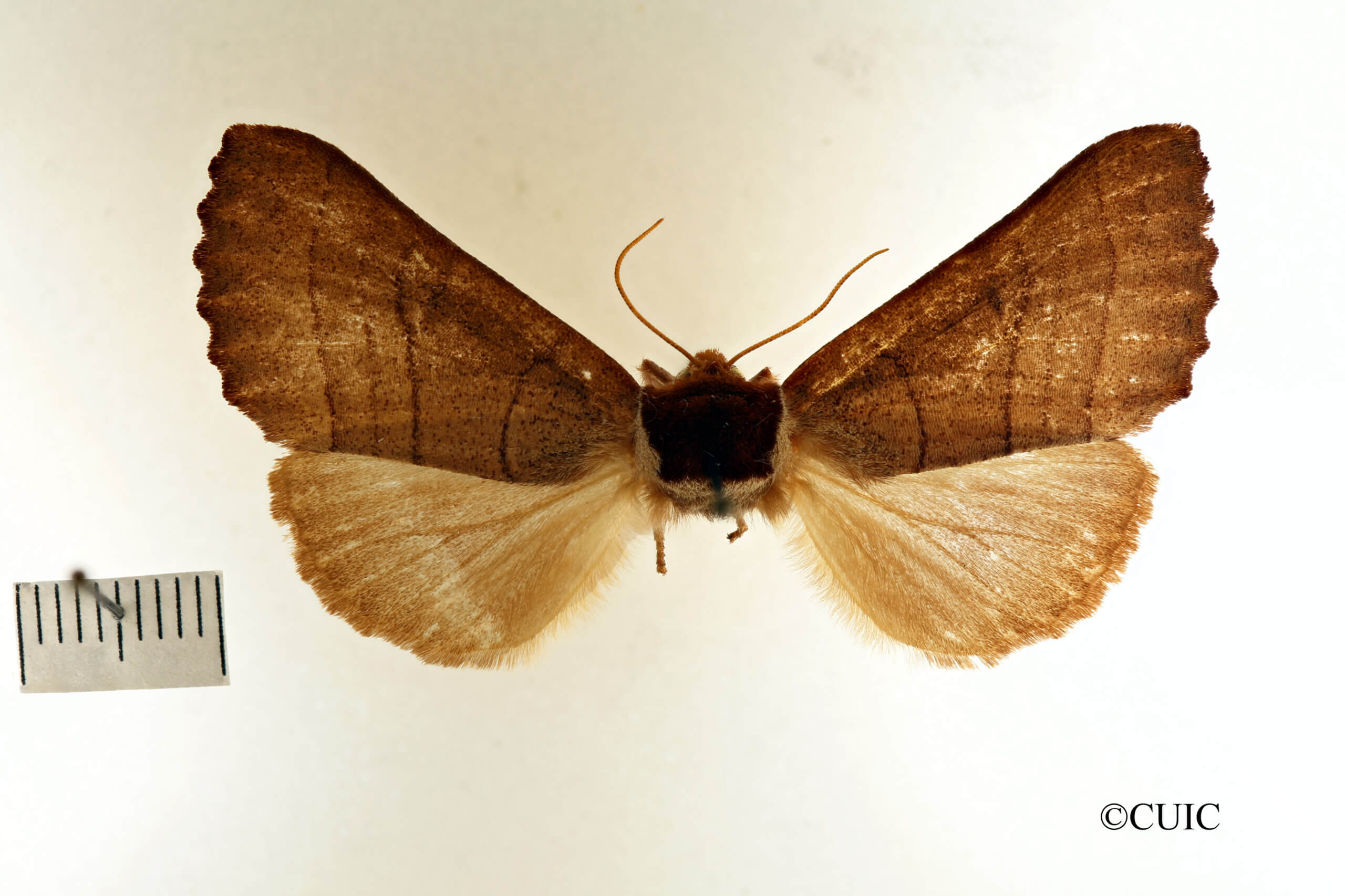 dorsal view of adult Datana ministra