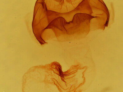 genitalia view of adult Datana angusii