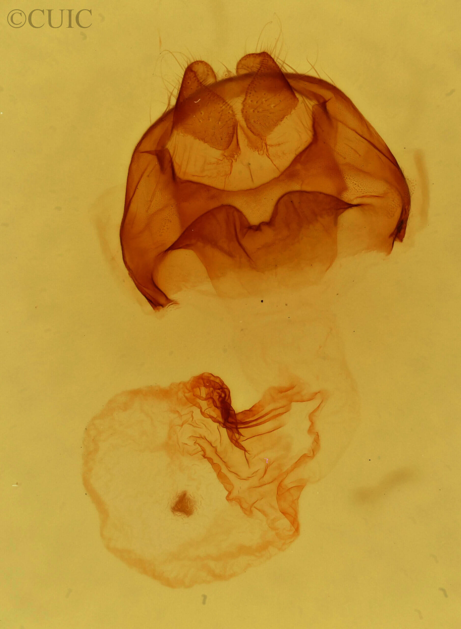 genitalia view of adult Datana angusii