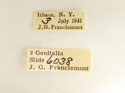 label view of adult Datana angusii