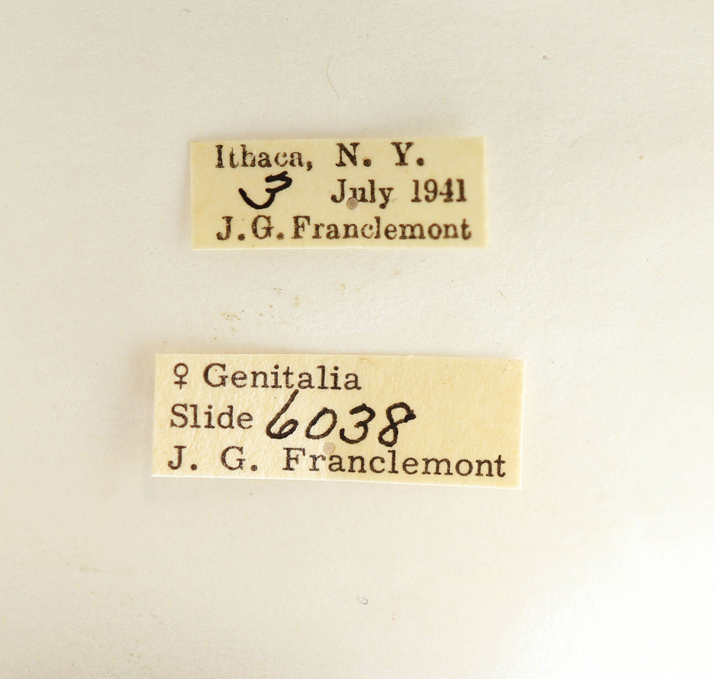 label view of adult Datana angusii