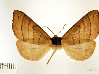 dorsal view of adult Datana angusii