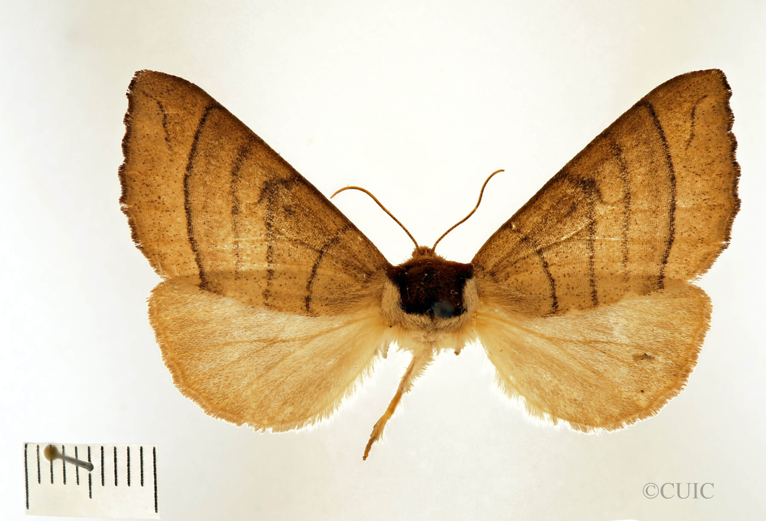 dorsal view of adult Datana angusii