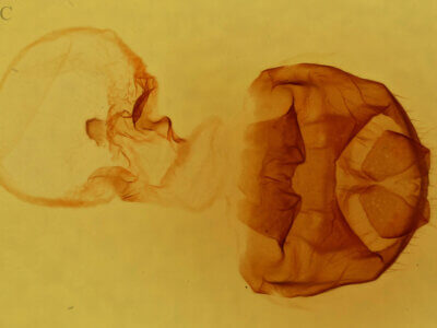 genitalia view of adult Datana drexelii