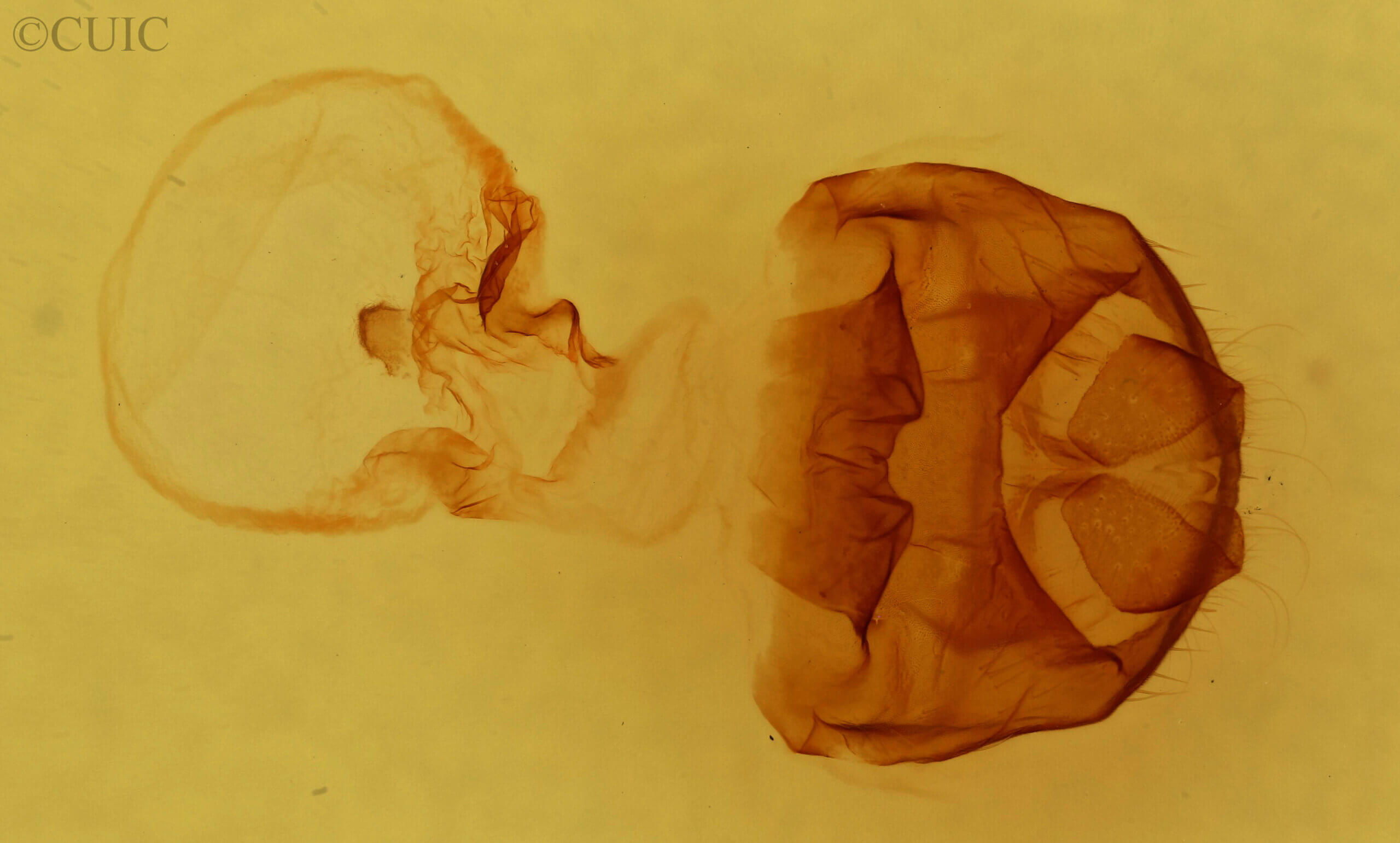 genitalia view of adult Datana drexelii