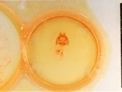 slide view of adult Datana major