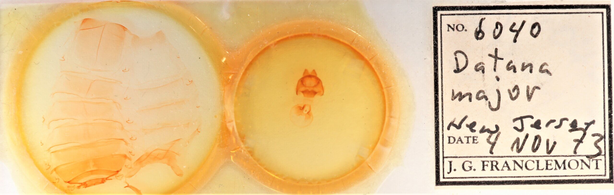 slide view of adult Datana major