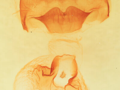 genitalia view of adult Datana major