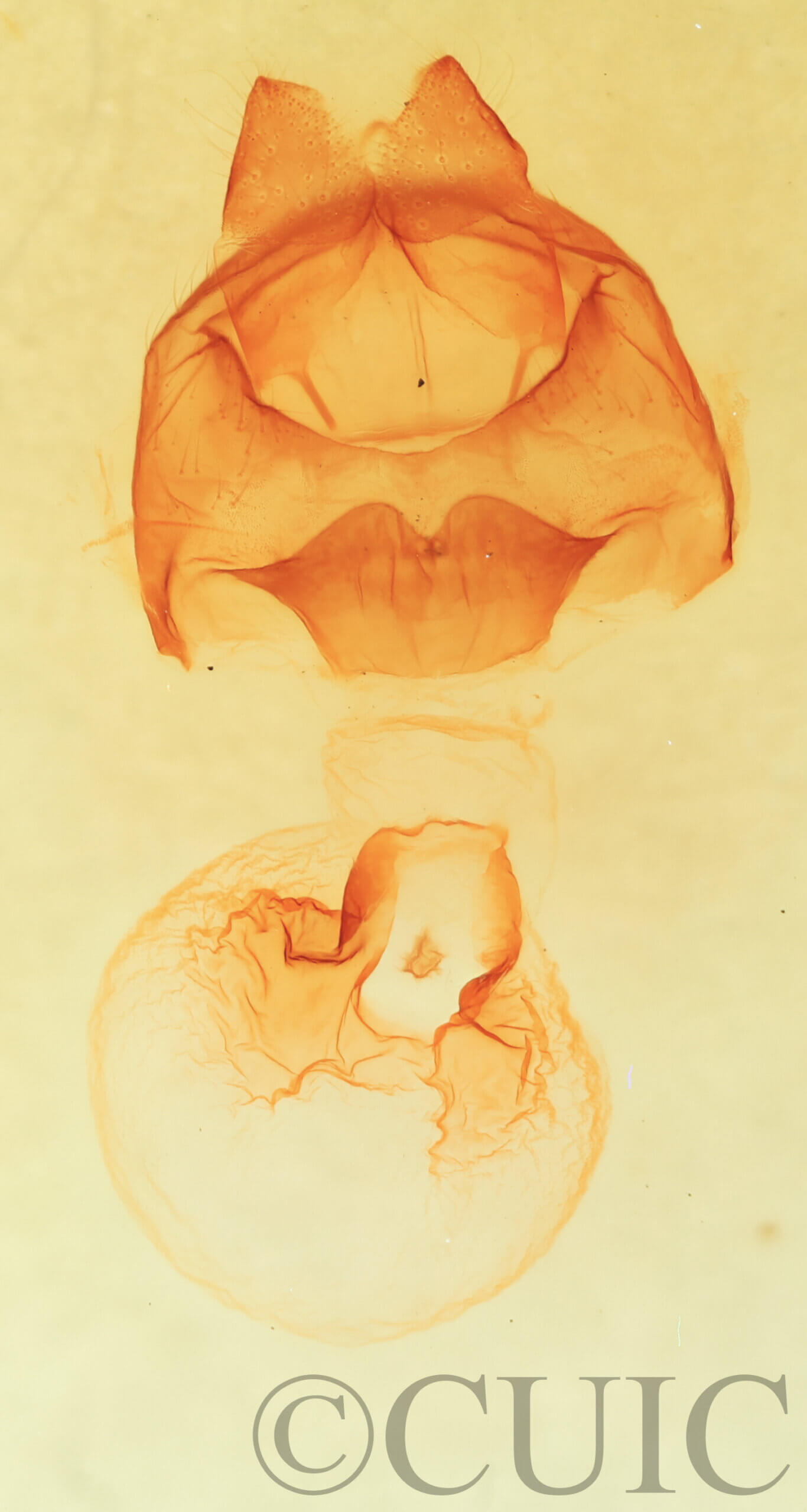 genitalia view of adult Datana major