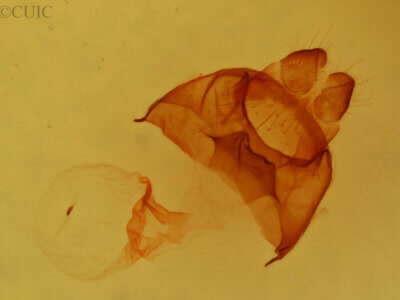 genitalia view of adult Datana integerrima