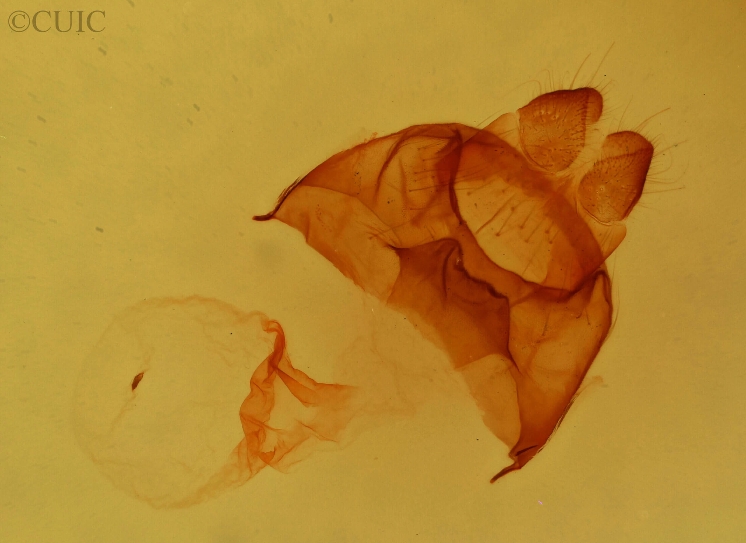 genitalia view of adult Datana integerrima