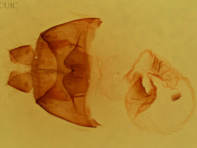 genitalia view of adult Datana contracta