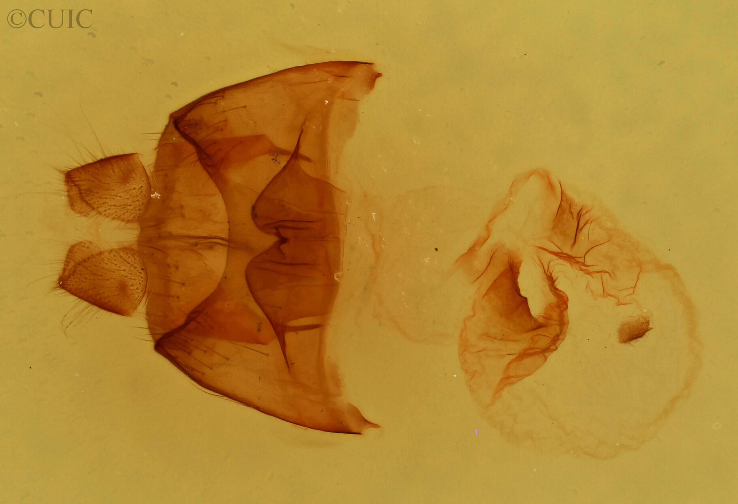 genitalia view of adult Datana contracta