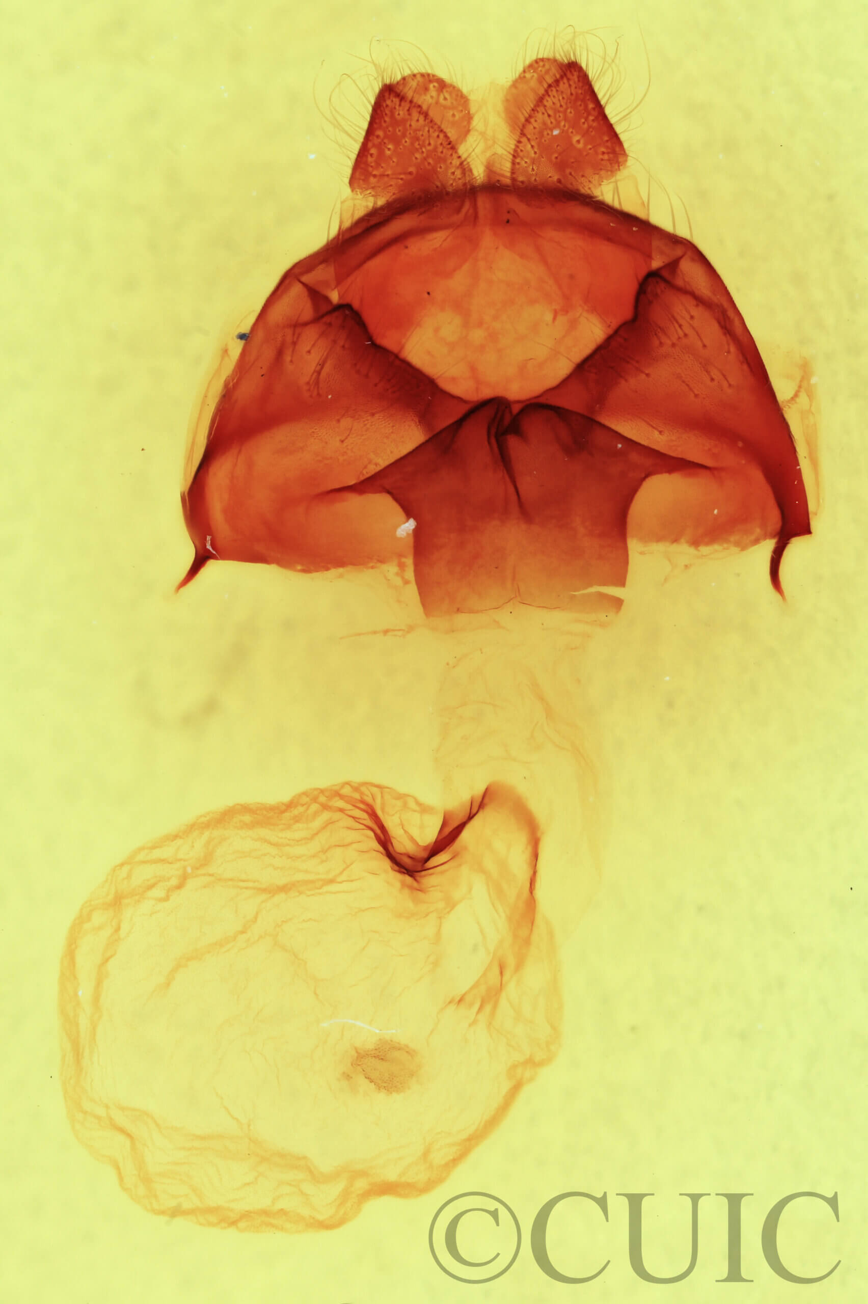 genitalia view of adult Datana perspicua