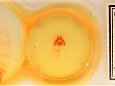 slide view of adult Datana perspicua