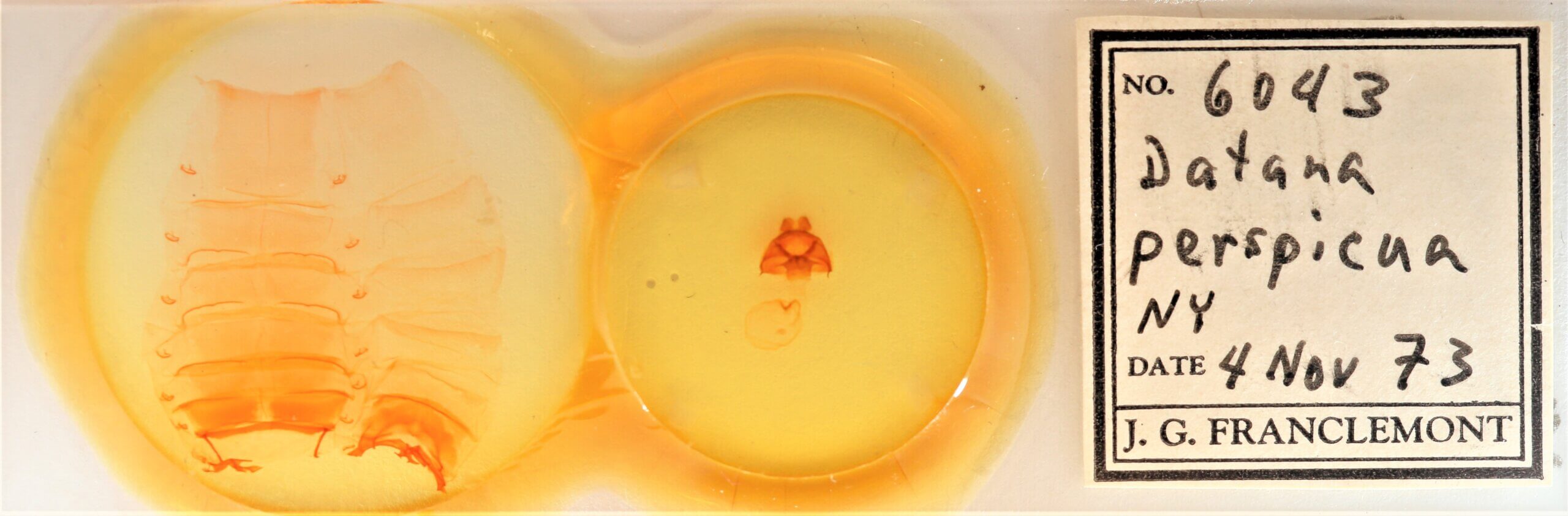 slide view of adult Datana perspicua