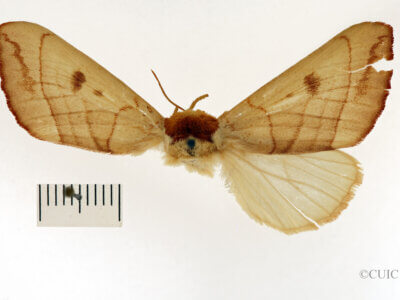 dorsal view of adult Datana perspicua