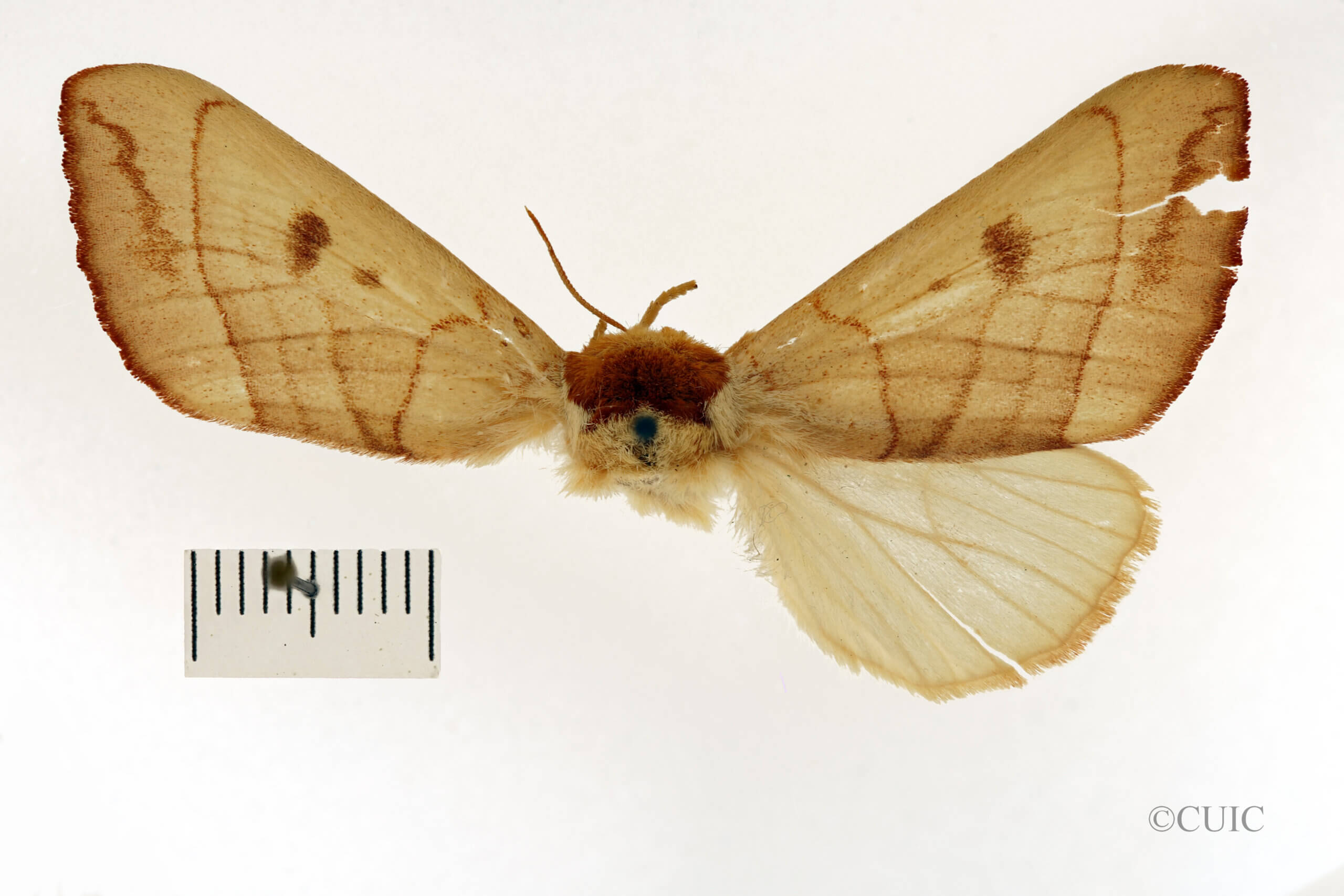 dorsal view of adult Datana perspicua