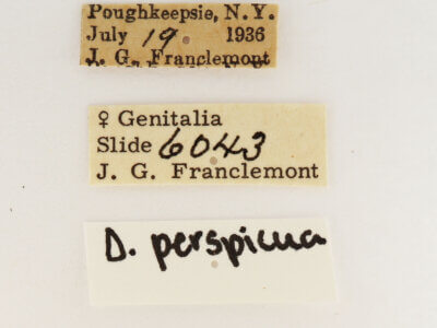 label view of adult Datana perspicua